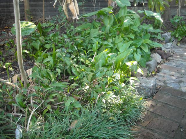 opt1310596737p.jpg