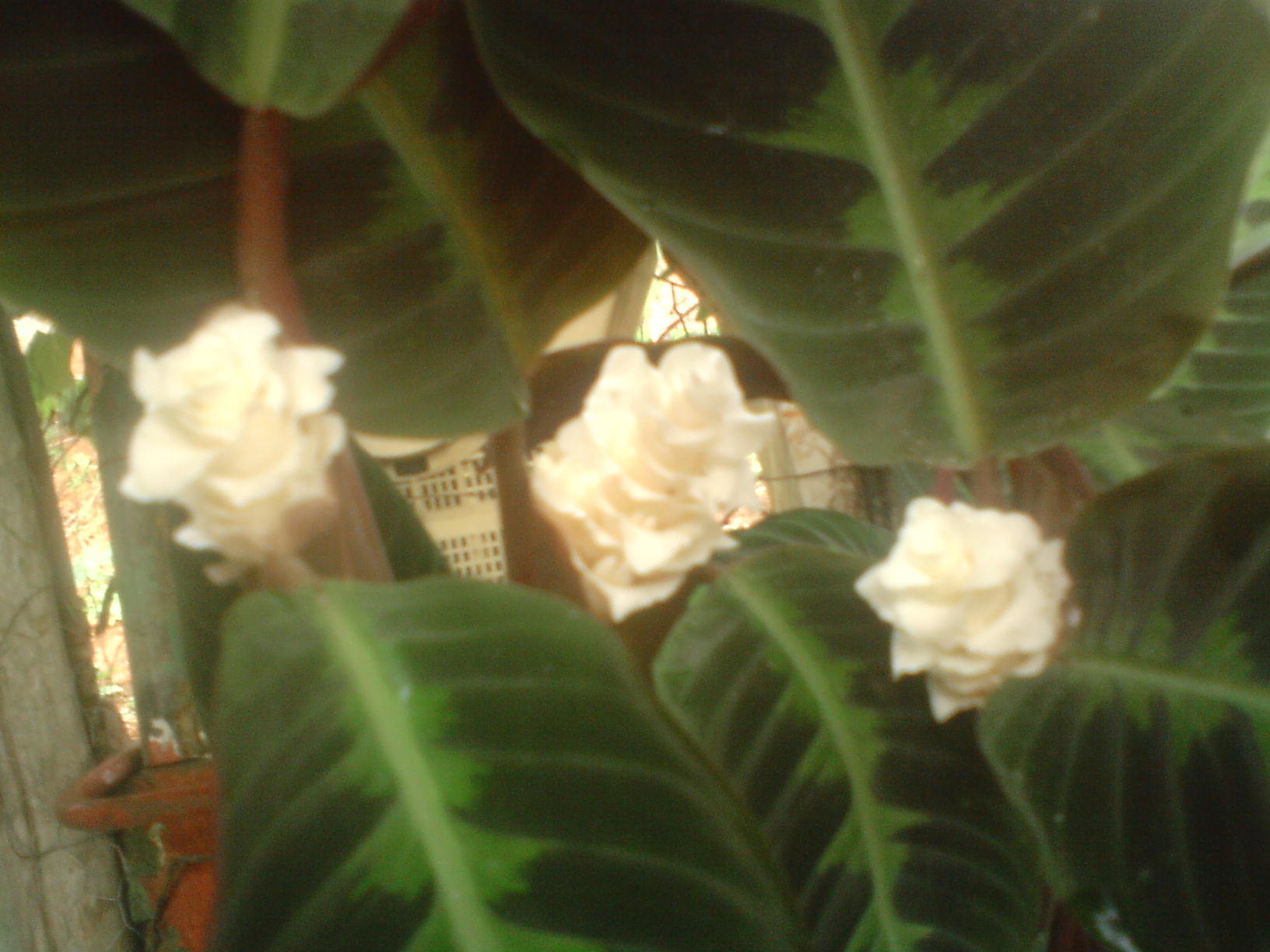 opt1310607542a.JPG