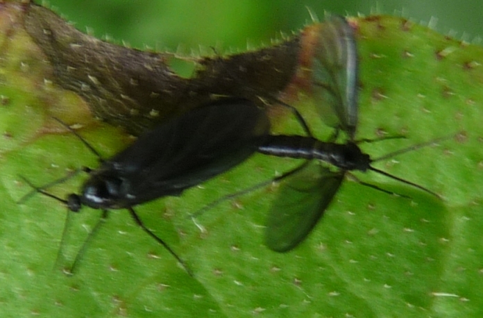 opt1311842489w.JPG
