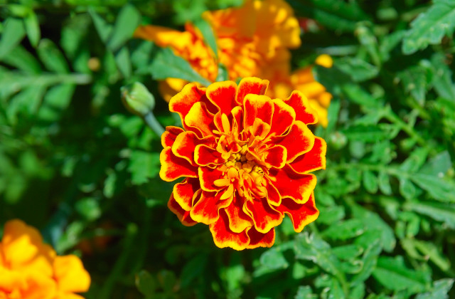 opt1311872031o.JPG