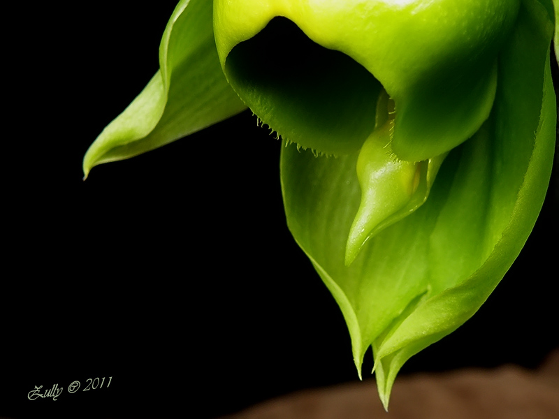 opt1311904145b.jpg