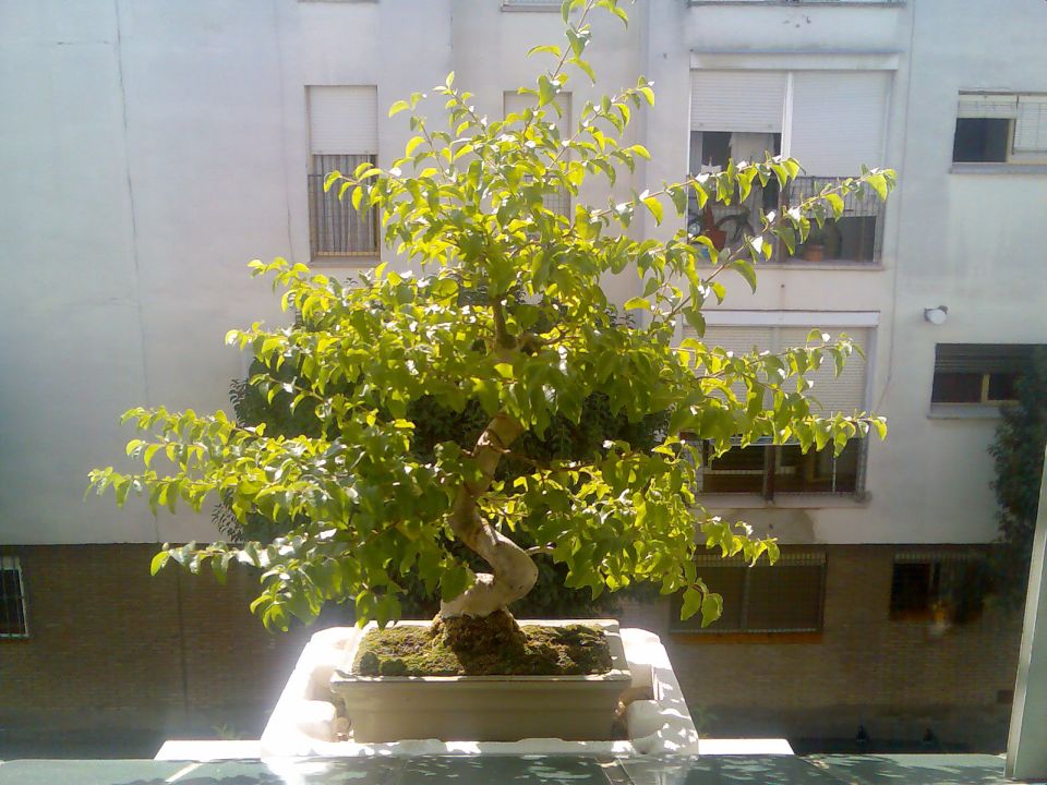 opt1311945016j.jpg