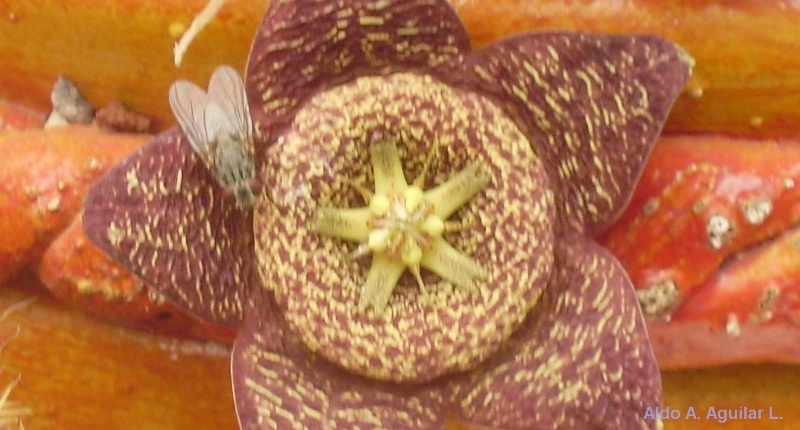 opt1311976603d.JPG