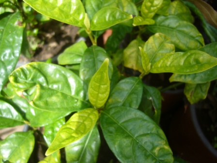 opt1312041348h.JPG