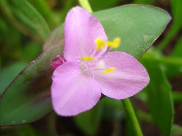opt1312044228a.JPG