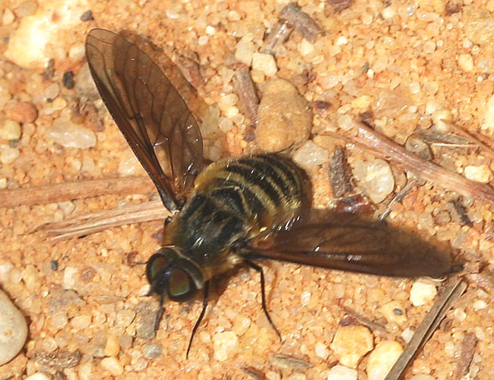 opt1312045679f.jpg
