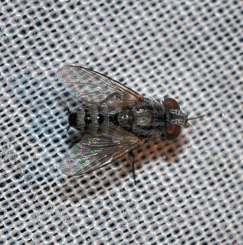 opt1312067820g.jpg