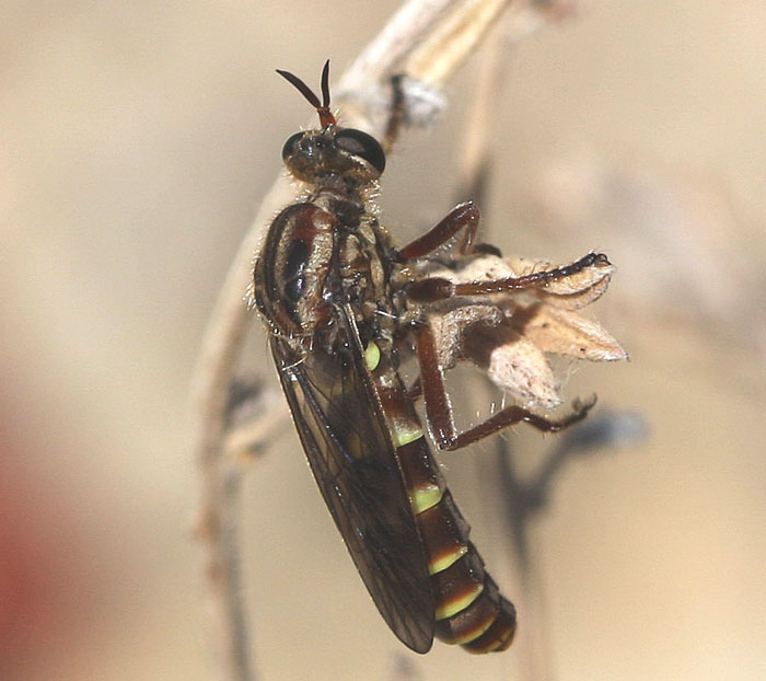 opt1312097705n.jpg