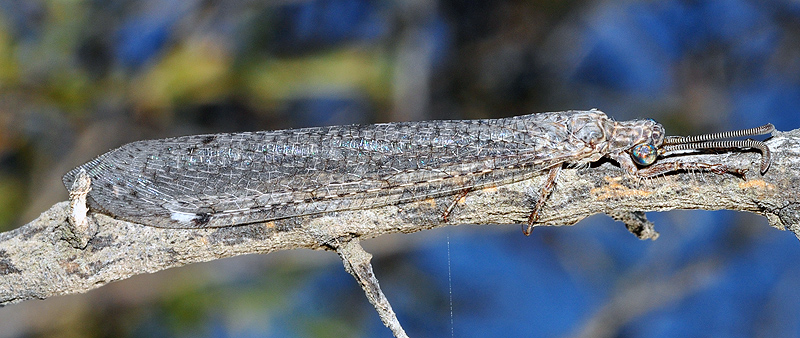 opt1312115868w.jpg