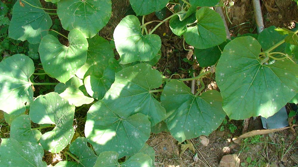 opt1312123215t.JPG