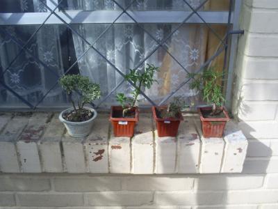 opt1312147281l.JPG