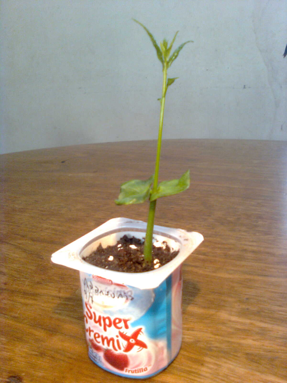 opt1312227556g.jpg