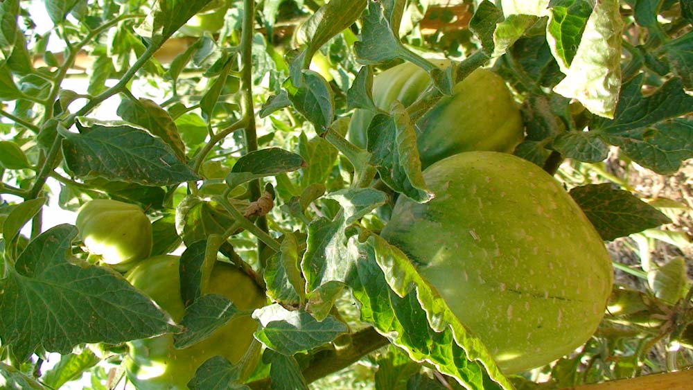opt1312266425h.JPG