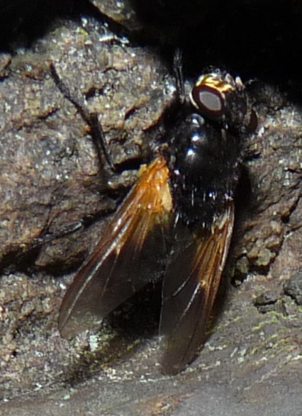 opt1312268941q.JPG