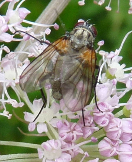 opt1312280137u.JPG