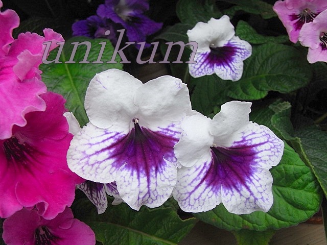 opt1312281209p.jpg