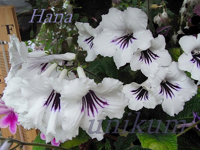 opt1312281510q.jpg