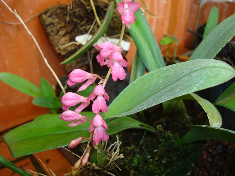 opt1312294544r.JPG