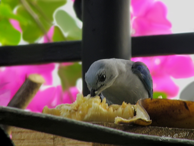 opt1312306251p.jpg