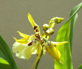 opt1312310793d.JPG