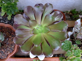 opt1312315318u.JPG