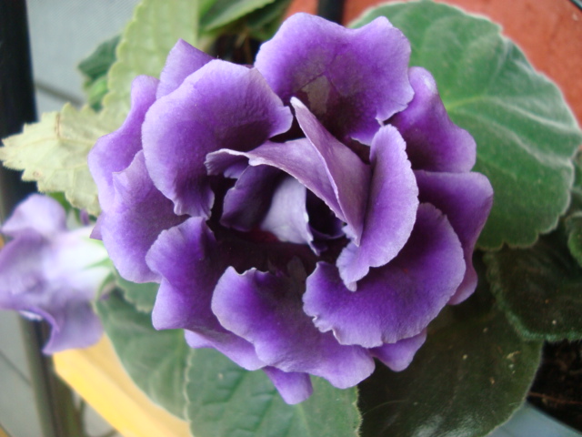 opt1312330210y.JPG