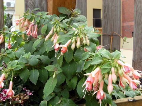 opt1312376298a.JPG
