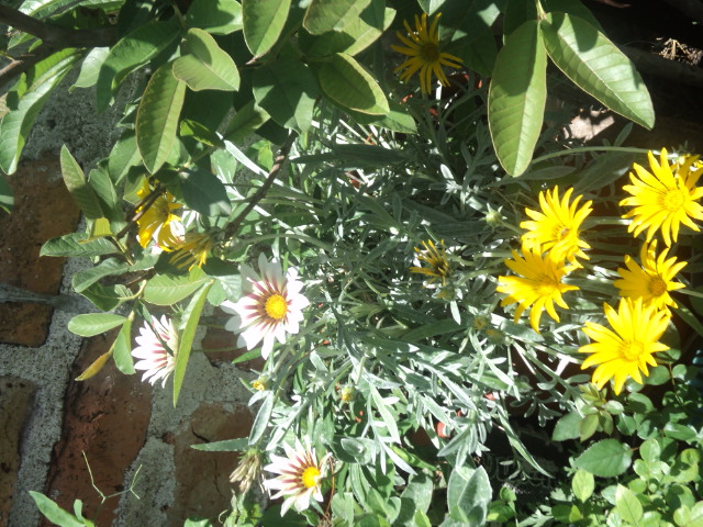 opt1312486615p.JPG