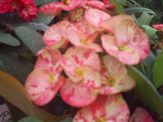 opt1312487260a.JPG