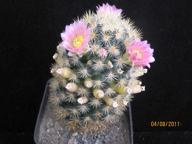 opt1312488374t.JPG