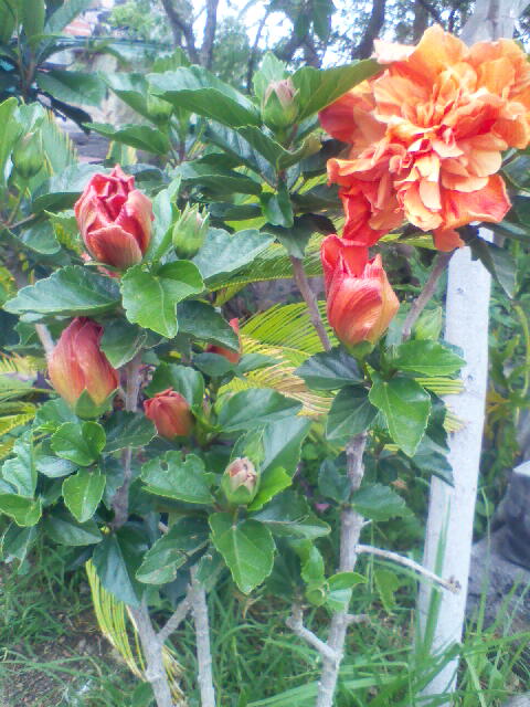 opt1312498406f.jpg