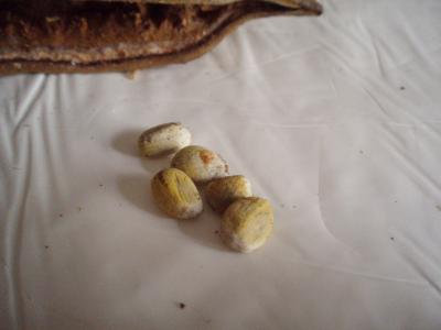 opt1312546907q.JPG