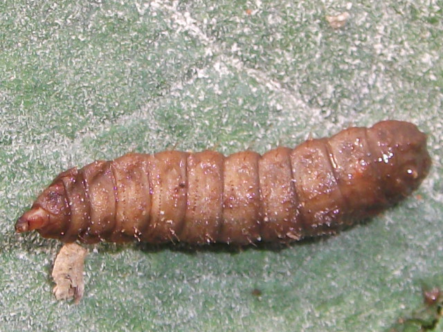 opt1312571963w.JPG