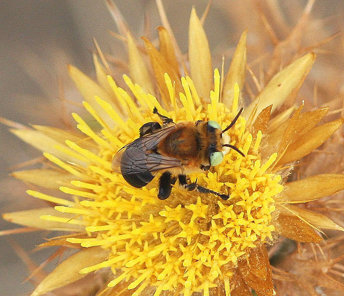 opt1312580359q.jpg