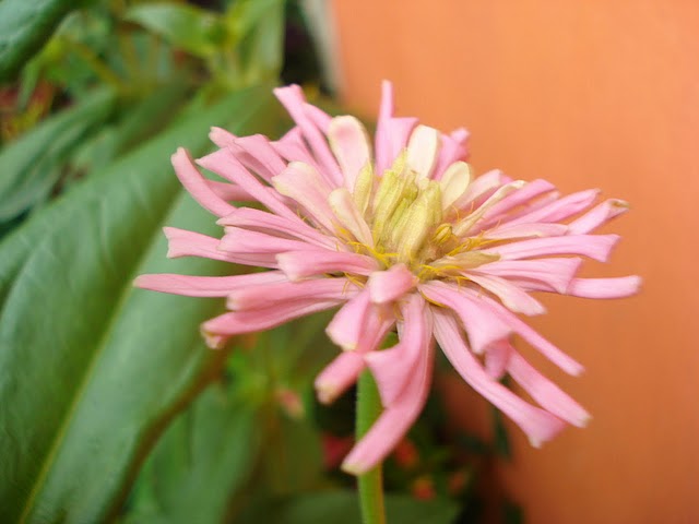 opt1312586821i.JPG
