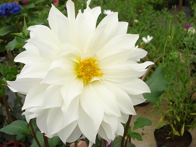 opt1312586924e.JPG
