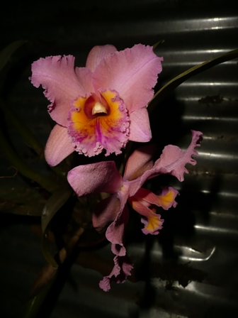opt1312589071i.jpg
