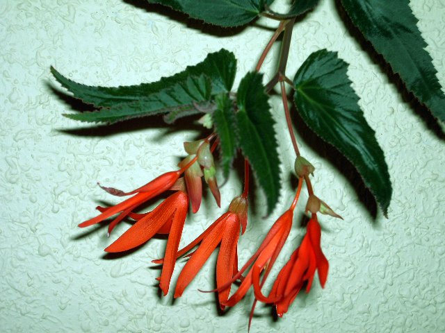 opt1312645017b.jpg