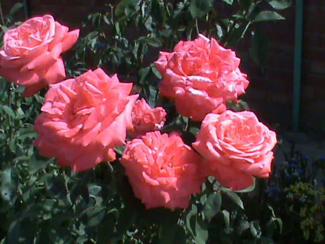 opt1312671764f.jpg