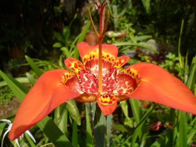 opt1312688094g.JPG