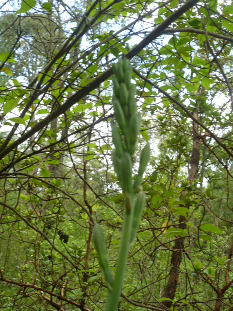 opt1312690259a.JPG
