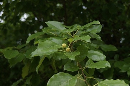 opt1312709969q.jpg