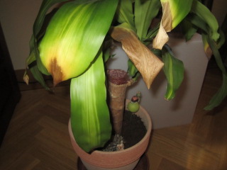 opt1312731368r.JPG