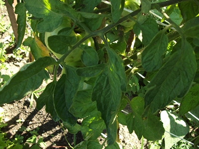 opt1312737417e.JPG