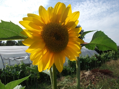 opt1312739046d.JPG
