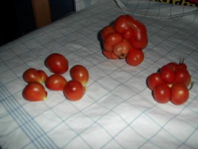 opt1312743952v.JPG