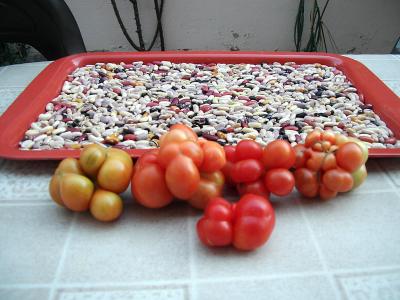 opt1312743979n.JPG