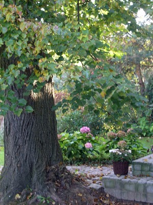opt1312790718f.JPG