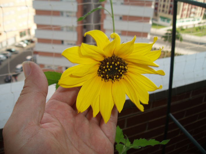 opt1312841677r.jpg