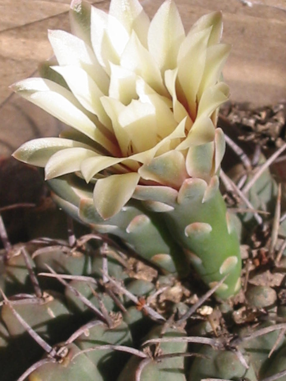 opt1312914114g.jpg